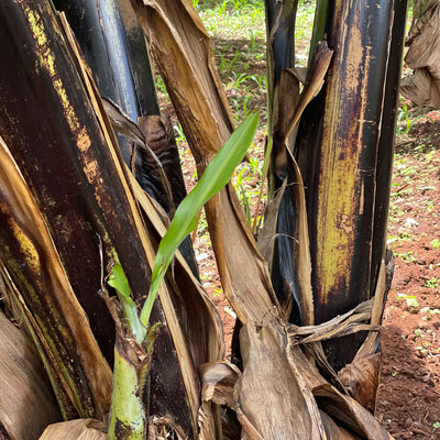 Banana Fiber Nativity Set - Kenya