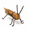 Banana Fiber Grasshopper / Cricket