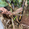 Banana Fiber Nativity Set - Kenya