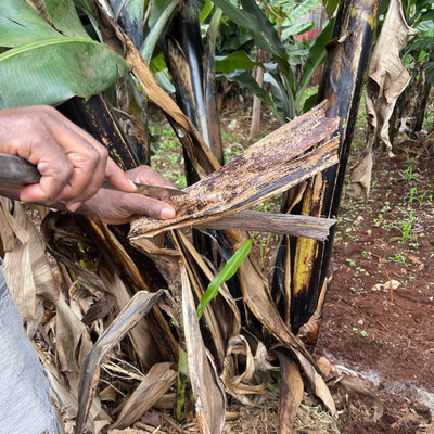 Banana Fiber Turtle - Kenya